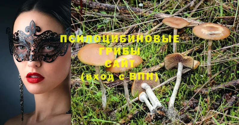 сайты даркнета какой сайт  Кузнецк  Галлюциногенные грибы Magic Shrooms 